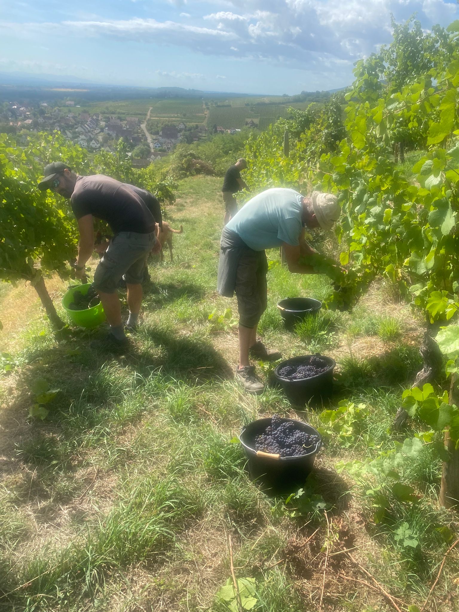 Kirchberg vendanges 1