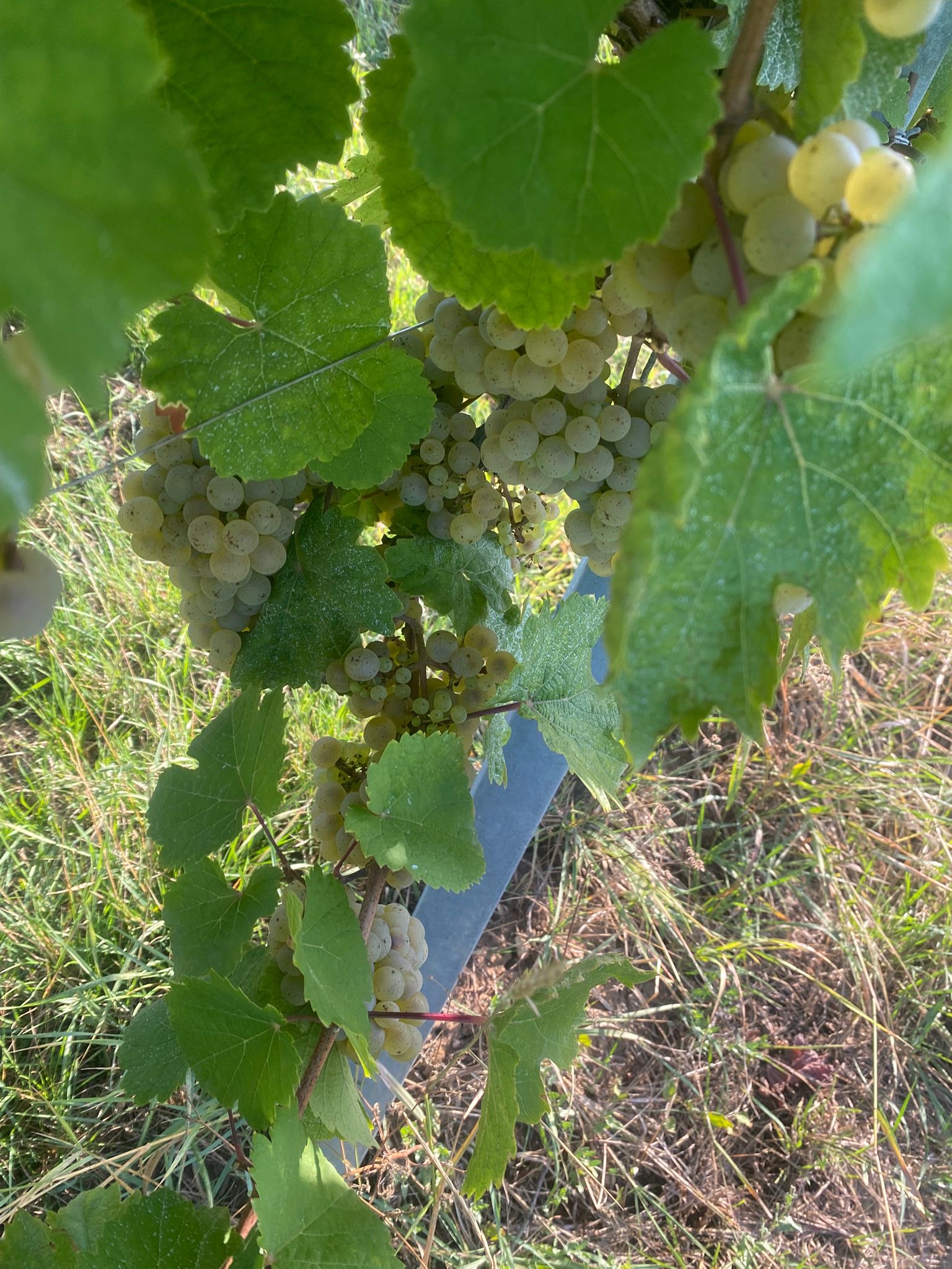 Kirchberg vendanges 2