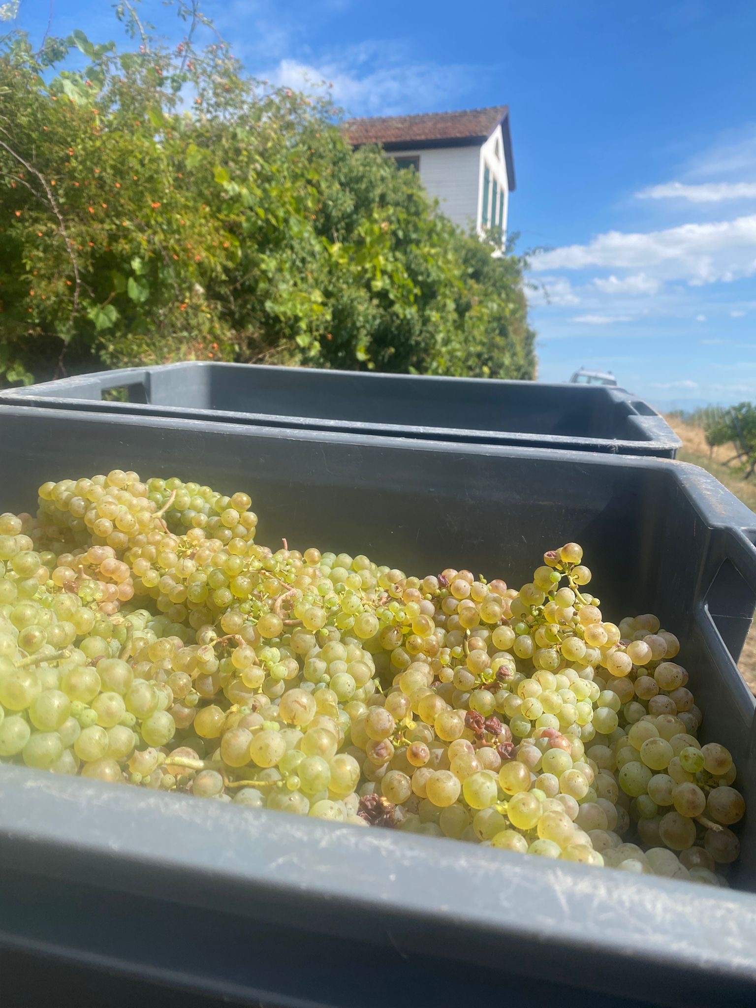 Kirchberg vendanges 3
